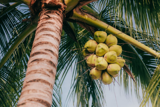 Origines et Histoire de l’Huile de Coco Origines et Histoire de l’Huile de Coco